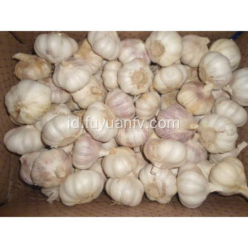 Bawang putih putih normal 6.0-6.5cm